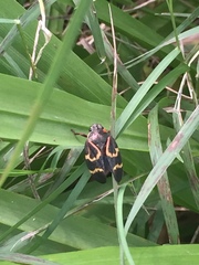 Deois flexuosa