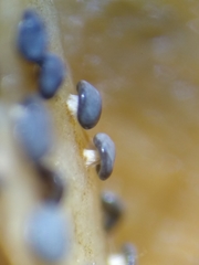 Diderma hemisphaericum