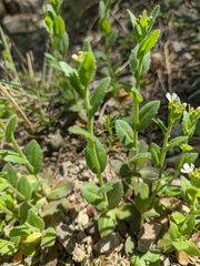 Arabis recta
