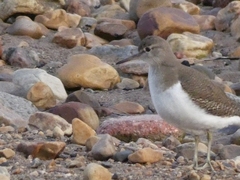 Actitis hypoleucos