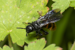Dasyscolia ciliata