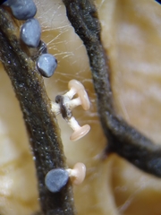 Diderma hemisphaericum