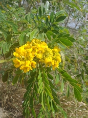 Senna atomaria