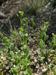 Arabis recta
