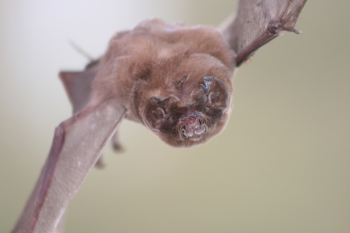 Ghost-faced Bat