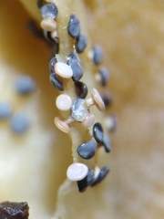 Diderma hemisphaericum