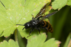Dasyscolia ciliata