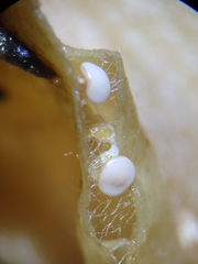 Diderma hemisphaericum