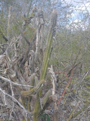 Pilosocereus gaumeri