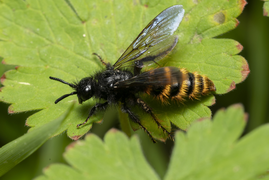 Dasyscolia ciliata