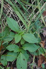 Phytolacca americana