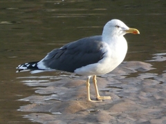 Larus fuscus