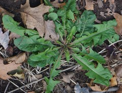 Taraxacum officinale