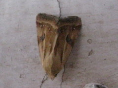 Heliothis scutuligera