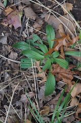 Plantago lanceolata
