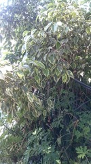 Ficus benjamina