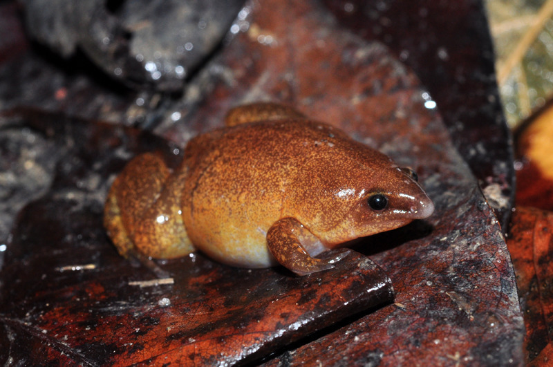 Timbo Disc Frog