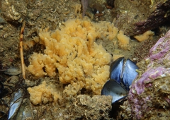 Hymeniacidon perlevis