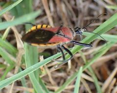 Rhynocoris segmentarius