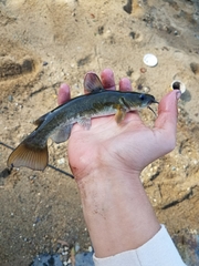 Ameiurus brunneus