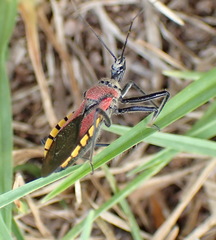 Rhynocoris segmentarius