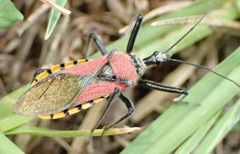 Rhynocoris segmentarius