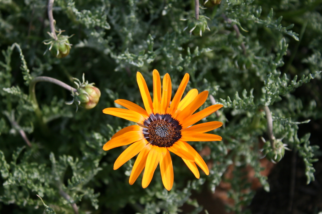 Arctotis revoluta