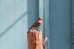 Phoenicurus ochruros