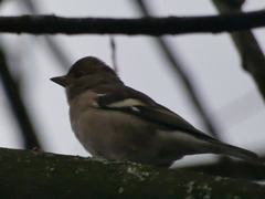 Fringilla coelebs