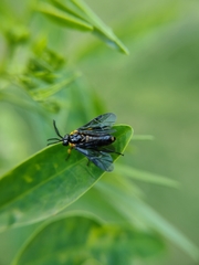 Adurgoa gonagra