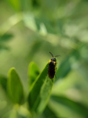 Adurgoa gonagra