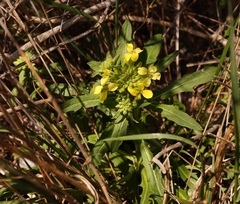 Erysimum cuspidatum