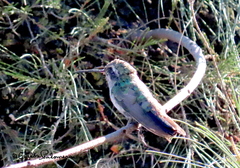 Cynanthus latirostris
