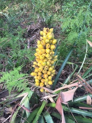 Bromelia antiacantha