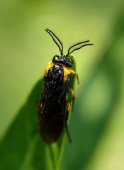 Adurgoa gonagra