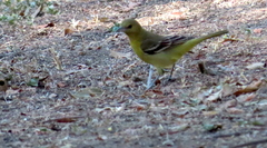 Icterus spurius