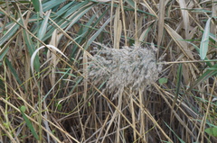 Phragmites australis