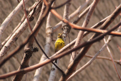 Chloris chloris