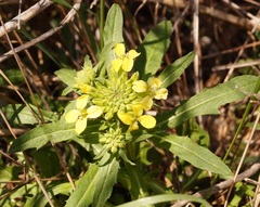 Erysimum cuspidatum