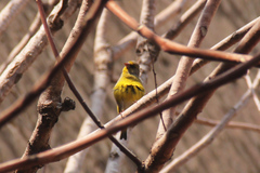 Chloris chloris