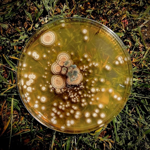 Aspergillus flavipes
