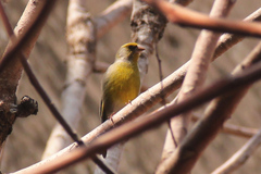 Chloris chloris