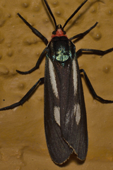 Ctenucha ruficeps