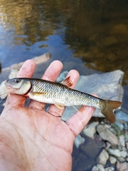 Nocomis leptocephalus