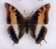 Charaxes sidamo