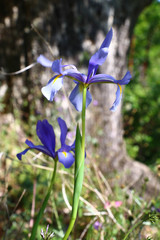 Iris xiphium