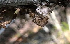 Lobaria anomala