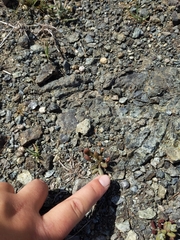 Dudleya blochmaniae blochmaniae