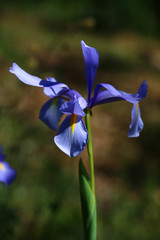 Iris xiphium