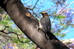 Melanerpes uropygialis